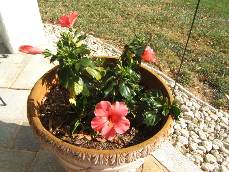 DSCF0378.JPG