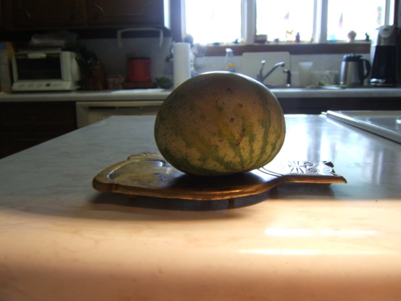 from a tiny seed  11-11-08.jpg