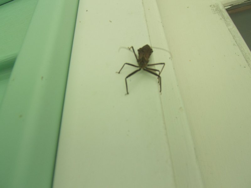    EARLY SPRING VISITOR