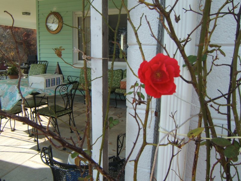 ~~I SAW A ROSE IN DECEMBER~~