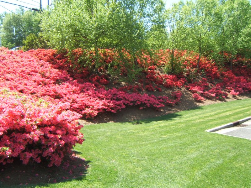    BEAUTIFUL BANK OF AZALEAS  