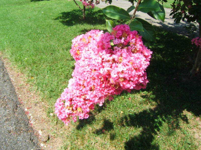 DSCF0742.JPG
