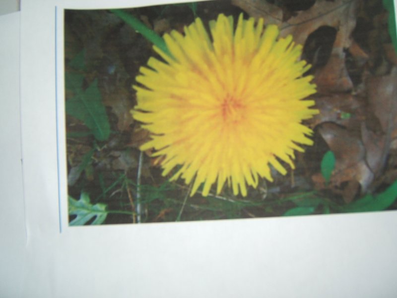 PICTURE OF A PICTURE 