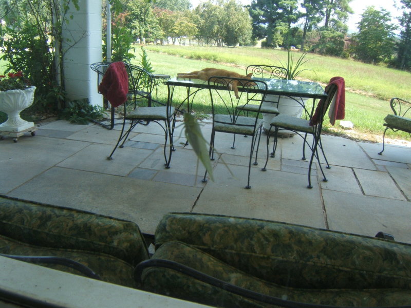   Tiger napping on the patio