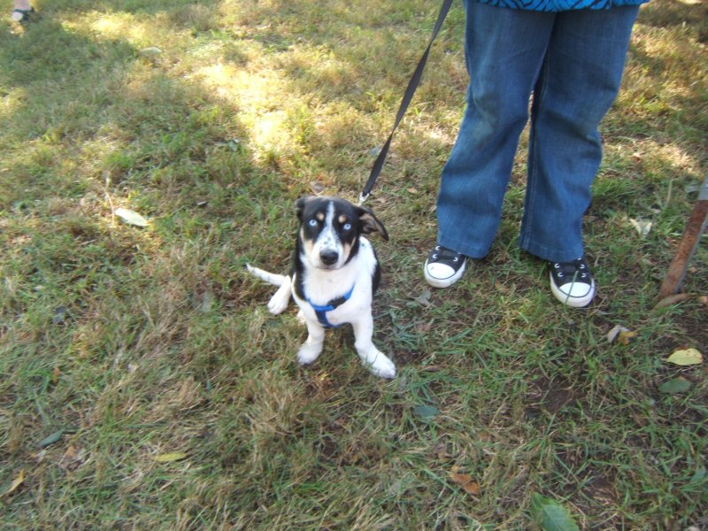  Our furry friends at the sonker fest