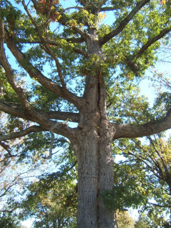 PRAYING TREE