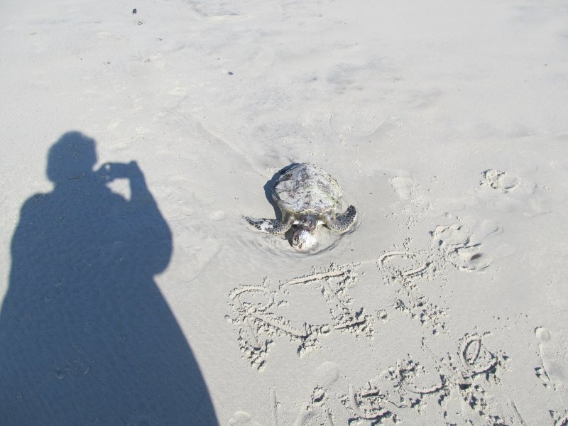  RIP -  SWEET TURTLE