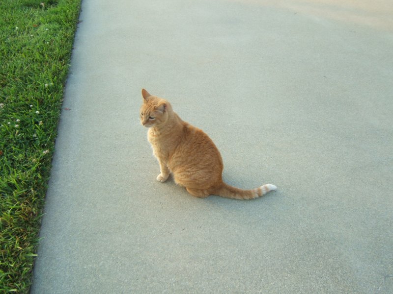   sweet Tiger checking out early morning light