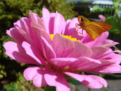 BEAUTIFUL ZINNIA AND FRIEND