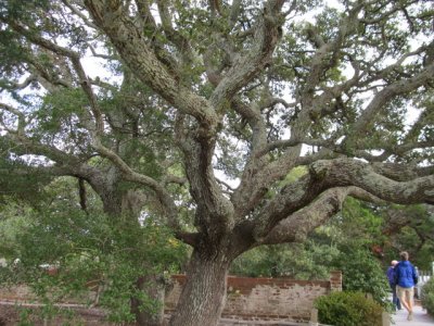 The Red Cedar - gateway  to  Ocracoke -over 130 years old        