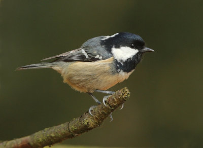 Coaltit-Parus Ater-