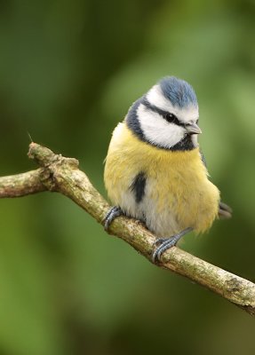 Blue tit-Parus caeruleus