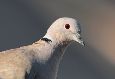 Collared dove-Streptopelia decaocto