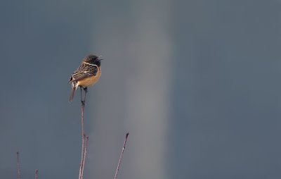 Stonechat-Saxicola rubicola