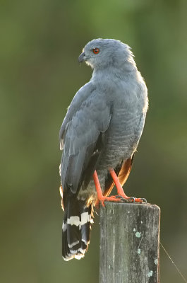 Crane Hawk-Geranospiza caerulecens