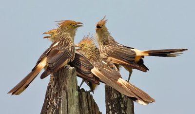 Guira cuckoo-Guira guira