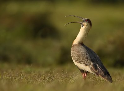 Buff-necked ibis-Theristicus caudatus
