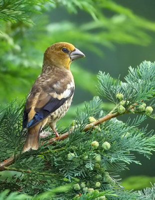 Hawfinch-Coccothraustes coccothraustes