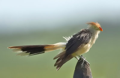 Guira cuckoo-Guira guira