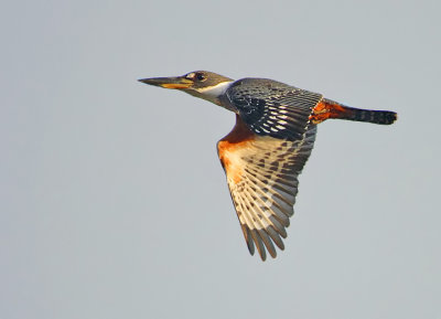 Ringed kingfisher-Ceryle torquata