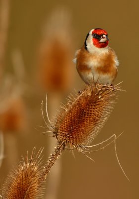 Goldfinch-Carduelis carduelis