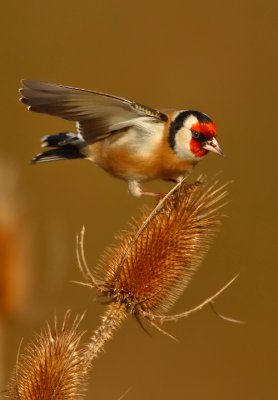 Goldfinch-Carduelis carduelis