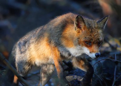 Red fox-Vulpes vulpes
