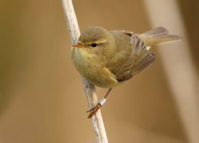 Willow warbler-Phylloscopus trochilus
