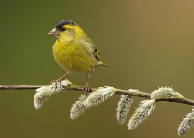 Siskin-Carduelis spinus