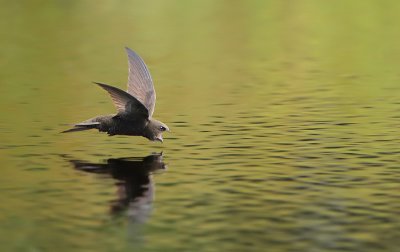 Common swift-Apus apus