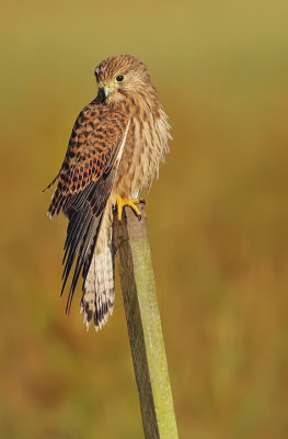 Kestrel-Falco tinnunculus