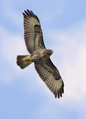 Common buzzard-Buteo buteo