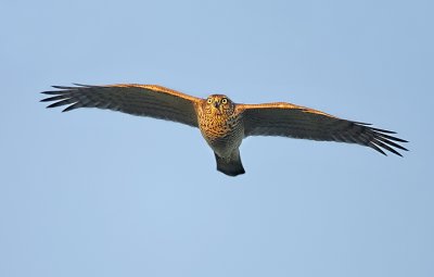 Sparrowhawk-Accipiter nisus