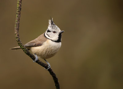 Crested Tit-Parus christatus