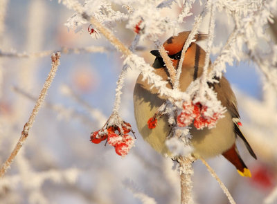 Waxwing-Bombycilla garrulus