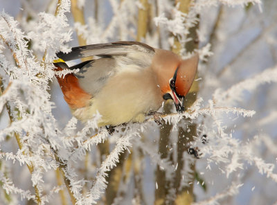 Waxwing-Bombycilla garrulus