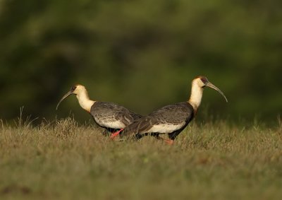 Buff-necked ibis-Theristicus caudatus