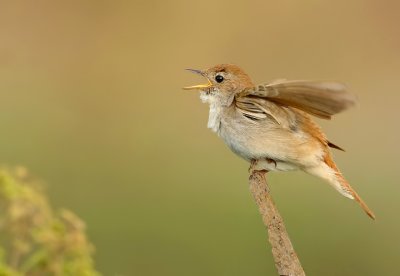 Nightingale-Luscinia megarhynchos