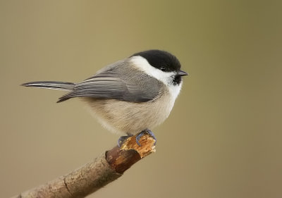 willow_tit