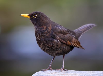 Blackbird-Turdus merula