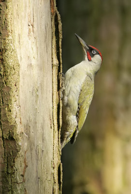 Green Woodpecker -Picus viridis