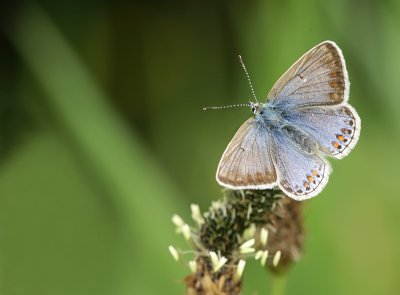 Common blue-Polyommatus icarus