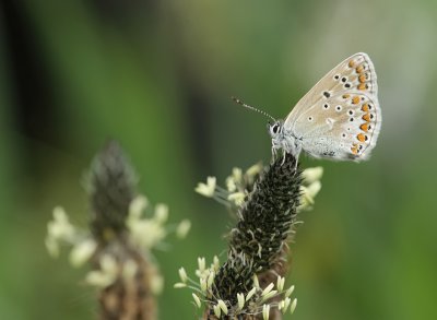 Common blue-Polyommatus icarus