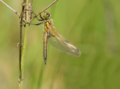 Four-spotted chaser-Libellula quadrimaculata