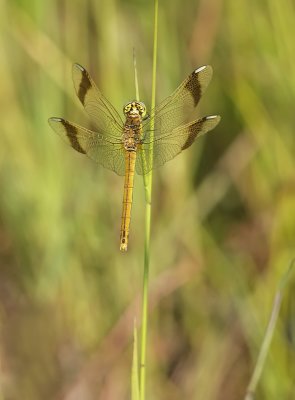 Banded darter-Sympetrum pedemontanum