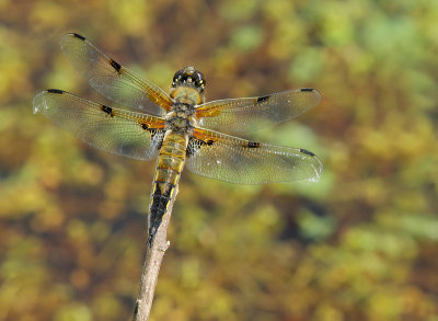 Four-spotted chaser-Libellula quadrimaculata
