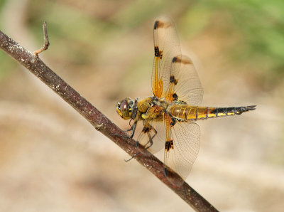 Four-spotted chaser-Libellula quadrimaculata