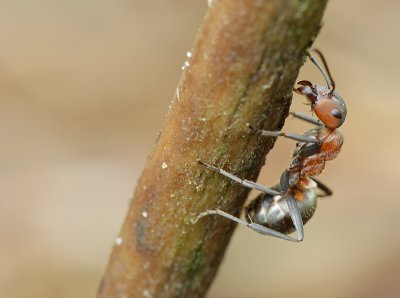 Southern wood ant-Formica rufa