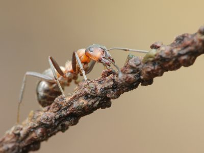 Southern wood ant-Formica rufa