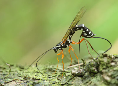 Giant ichneumon wasp-Rhyssa persuasoria